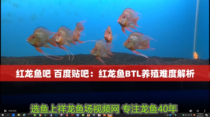 紅龍魚吧 百度貼吧：紅龍魚BTL養殖難度解析