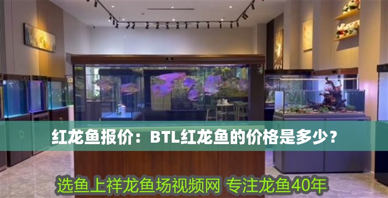 紅龍魚(yú)報(bào)價(jià)：BTL紅龍魚(yú)的價(jià)格是多少？