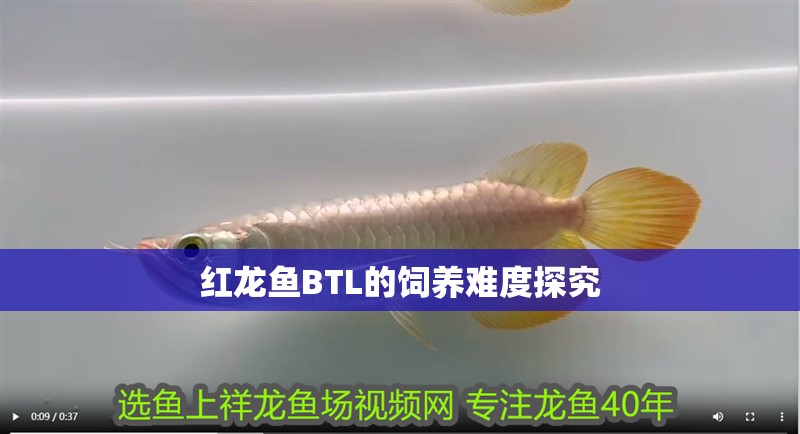 紅龍魚BTL的飼養難度探究