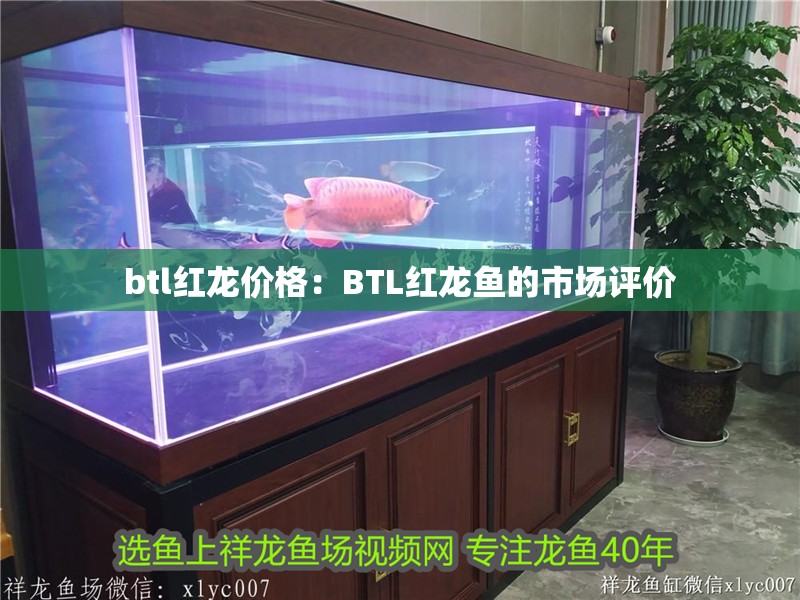 btl紅龍價格：BTL紅龍魚的市場評價