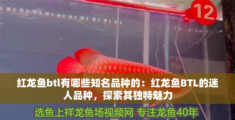 紅龍魚btl有哪些知名品種的：紅龍魚BTL的迷人品種，探索其獨特魅力