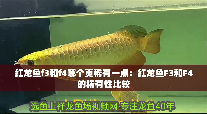 紅龍魚f3和f4哪個更稀有一點：紅龍魚F3和F4的稀有性比較