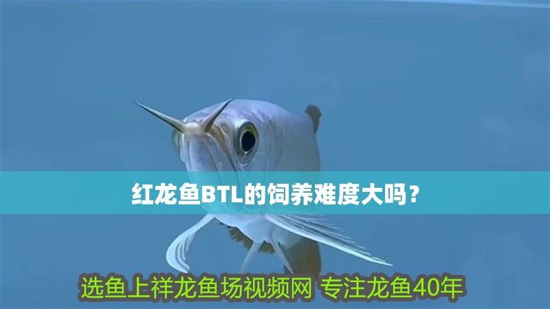 紅龍魚BTL的飼養難度大嗎？