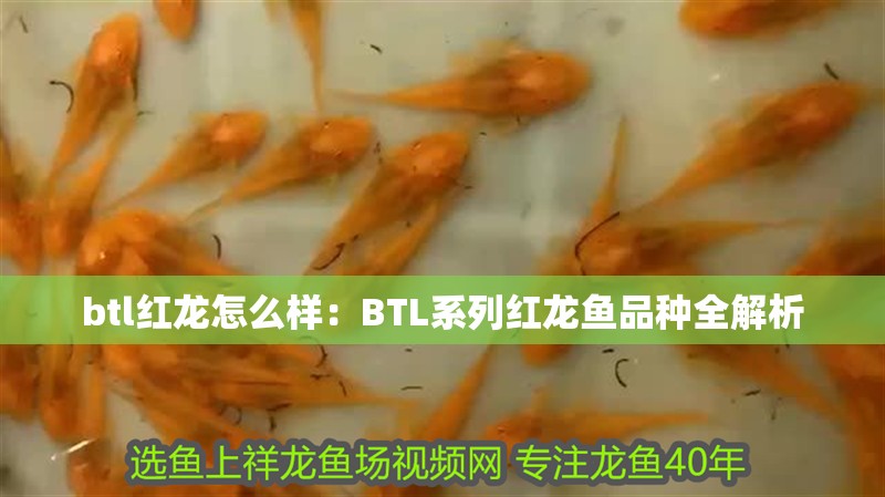 btl紅龍怎么樣：BTL系列紅龍魚品種全解析