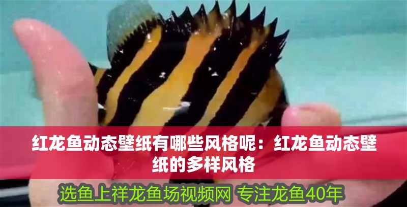 紅龍魚動態壁紙有哪些風格呢：紅龍魚動態壁紙的多樣風格