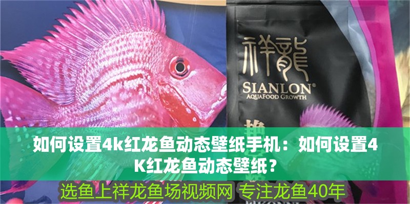 如何設(shè)置4k紅龍魚動態(tài)壁紙手機：如何設(shè)置4K紅龍魚動態(tài)壁紙？