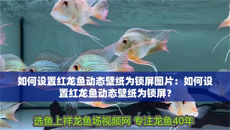 如何設置紅龍魚動態壁紙為鎖屏圖片：如何設置紅龍魚動態壁紙為鎖屏？