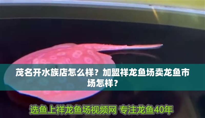 <strong><mark>茂名</mark></strong>開水族店怎么樣？加盟祥龍魚場賣龍魚市場怎樣？