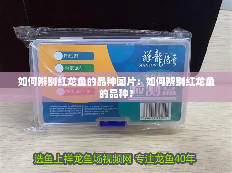 如何辨別紅龍魚的品種圖片：如何辨別紅龍魚的品種？
