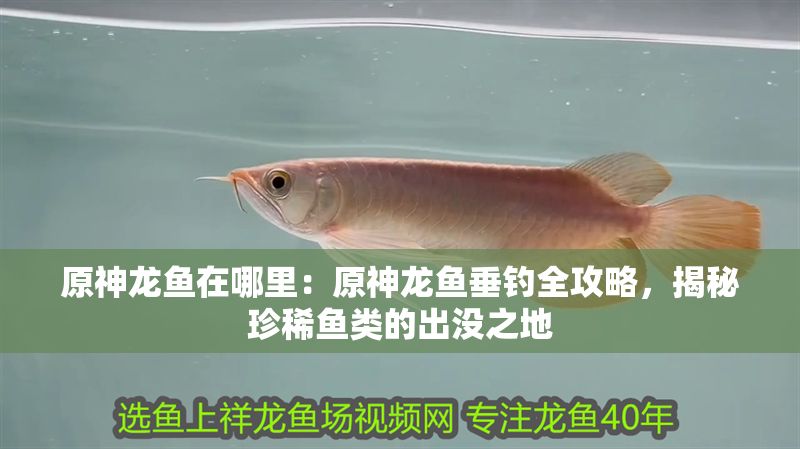 原神龍魚在哪里：原神龍魚垂釣全攻略，揭秘珍稀魚類的出沒之地