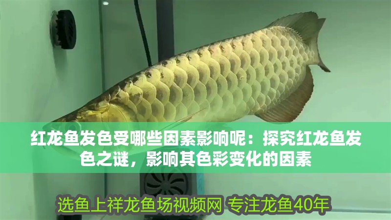 紅龍魚發色受哪些因素影響呢：探究紅龍魚發色之謎，影響其色彩變化的因素