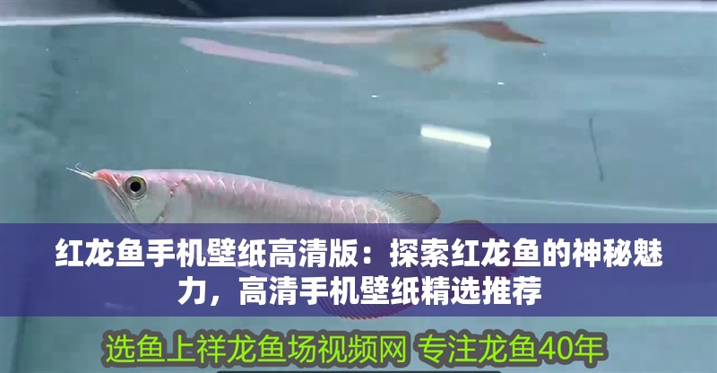 紅龍魚手機壁紙高清版：探索紅龍魚的神秘魅力，高清手機壁紙精選推薦