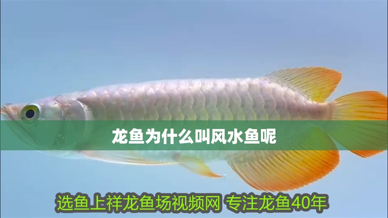給大魚缸換水的作文:體驗給大魚缸換水的樂趣:體驗給大魚缸換水:給大魚缸換水的作文 龍魚為什么叫風水魚呢 龍魚百科 龍魚為什么叫風水魚呢 龍魚為什么叫風水魚呢 龍魚百科