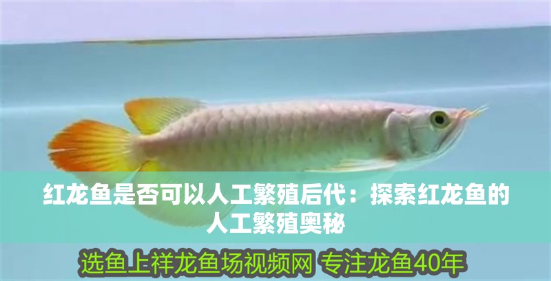 紅龍魚(yú)是否可以人工繁殖后代：探索紅龍魚(yú)的人工繁殖奧秘