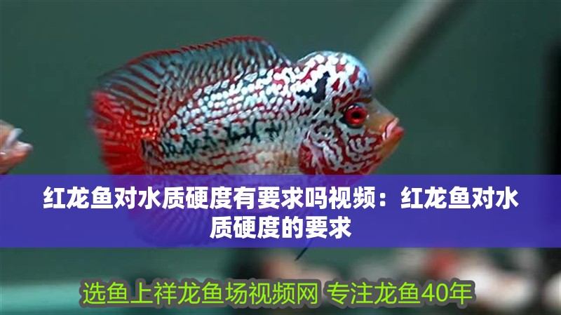 紅龍魚對水質硬度有要求嗎視頻：紅龍魚對水質硬度的要求