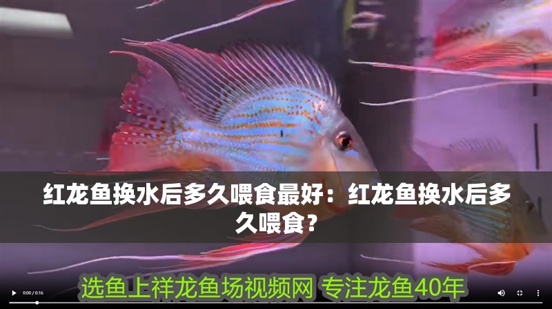 紅龍魚換水后多久喂食最好：紅龍魚換水后多久喂食？