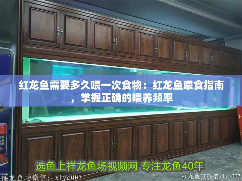 紅龍魚需要多久喂一次食物：紅龍魚喂食指南，掌握正確的喂養頻率