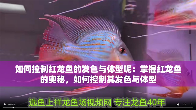 如何控制紅龍魚的發(fā)色與體型呢：掌握紅龍魚的奧秘，如何控制其發(fā)色與體型