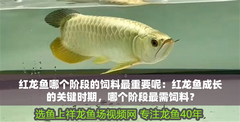 紅龍魚哪個階段的飼料最重要呢：紅龍魚成長的關鍵時期，哪個階段最需飼料？