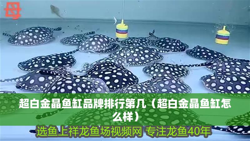 超白金晶魚缸品牌排行第幾（超白金晶魚缸怎么樣）