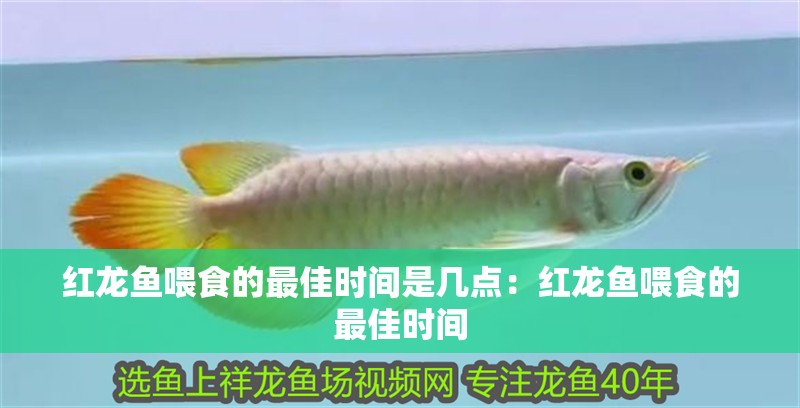 紅龍魚喂食的最佳時間是幾點：紅龍魚喂食的最佳時間