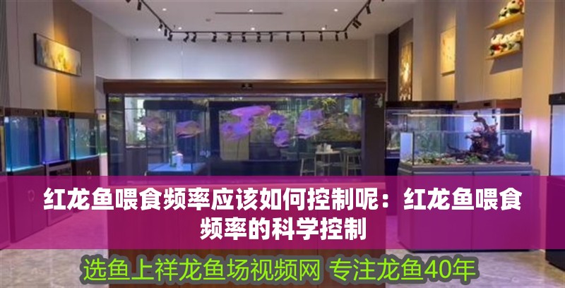 紅龍魚喂食頻率應(yīng)該如何控制呢：紅龍魚喂食頻率的科學(xué)控制