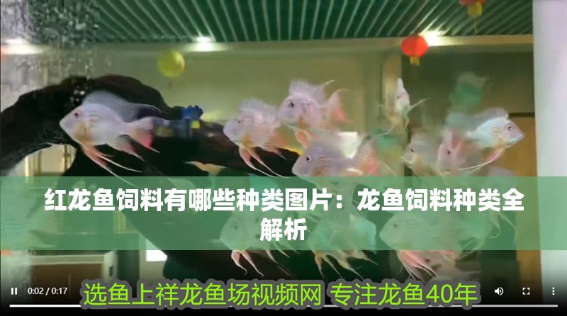 紅龍魚飼料有哪些種類圖片：龍魚飼料種類全解析