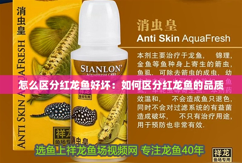 怎么區分紅龍魚好壞：如何區分紅龍魚的品質