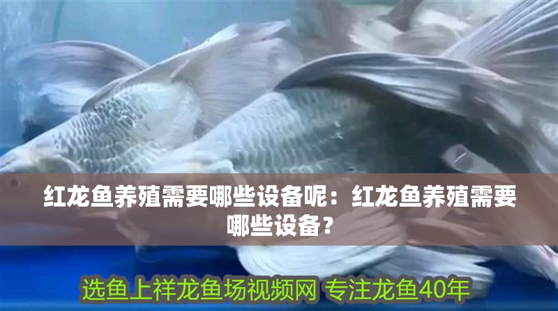 紅龍魚養殖需要哪些設備呢：紅龍魚養殖需要哪些設備？