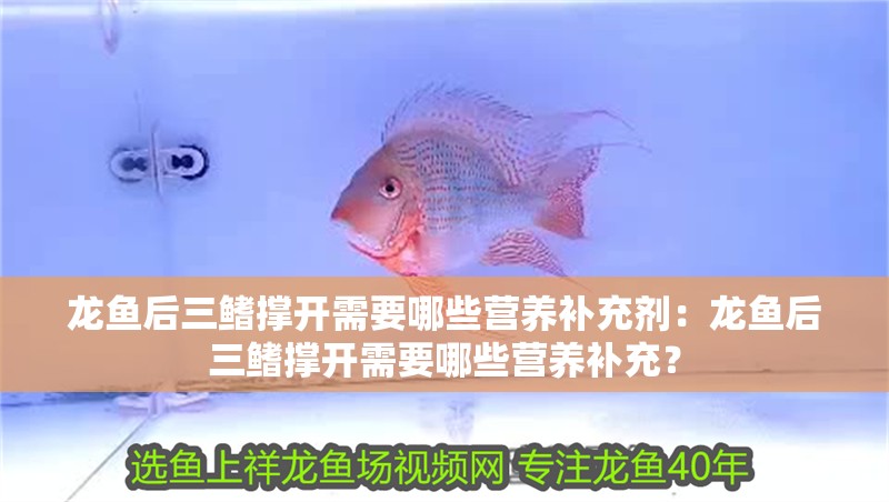 龍魚后三鰭撐開需要哪些營養補充劑：龍魚后三鰭撐開需要哪些營養補充？