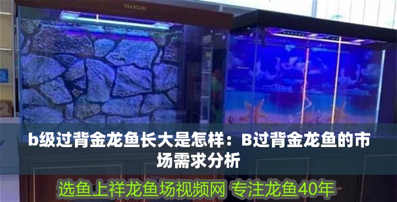 b級過背金龍魚長大是怎樣：B過背金龍魚的市場需求分析 b級過背金龍魚長大是怎樣：B過背金龍魚的市場需求分析 水族問答