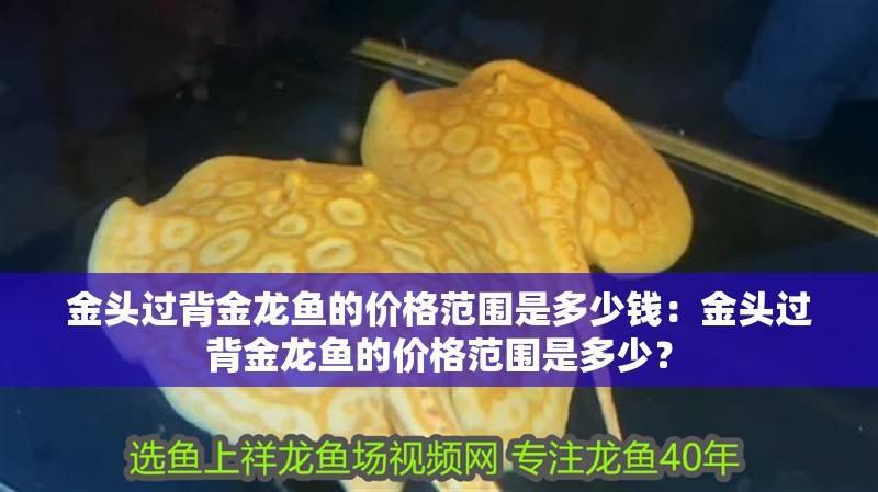 金頭過背金龍魚的價格范圍是多少錢：金頭過背金龍魚的價格范圍是多少？