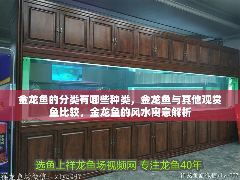 金龍魚的分類有哪些種類，金龍魚與其他觀賞魚比較，金龍魚的風水寓意解析