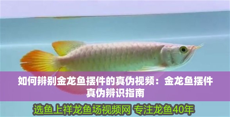 如何辨別金龍魚(yú)擺件的真?zhèn)我曨l：金龍魚(yú)擺件真?zhèn)伪孀R(shí)指南