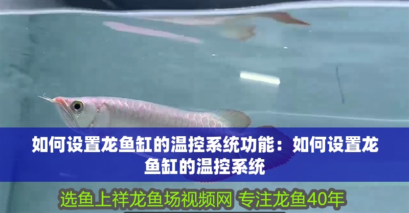 如何設置龍魚缸的溫控系統(tǒng)功能：如何設置龍魚缸的溫控系統(tǒng)
