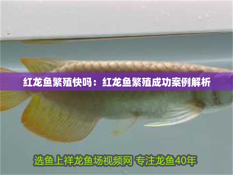 紅龍魚繁殖快嗎：紅龍魚繁殖成功案例解析