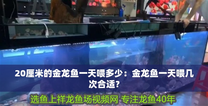 20厘米的金龍魚一天喂多少：金龍魚一天喂幾次合適？