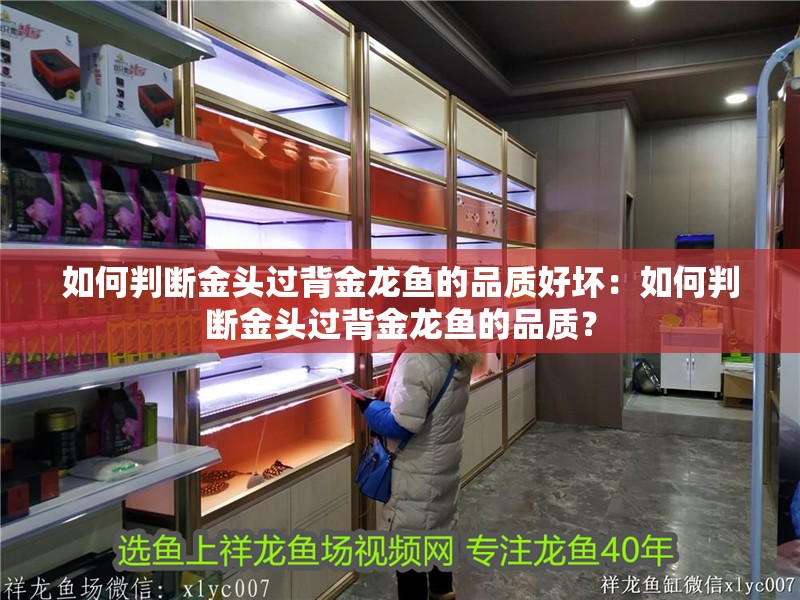 如何判斷金頭過背金龍魚的品質(zhì)好壞：如何判斷金頭過背金龍魚的品質(zhì)？