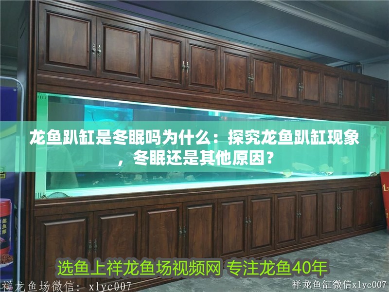 龍魚(yú)趴缸是冬眠嗎為什么：探究龍魚(yú)趴缸現(xiàn)象，冬眠還是其他原因？