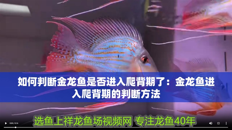 如何判斷金龍魚是否進(jìn)入爬背期了：金龍魚進(jìn)入爬背期的判斷方法 如何判斷金龍魚是否進(jìn)入爬背期了：金龍魚進(jìn)入爬背期的判斷方法 水族問答