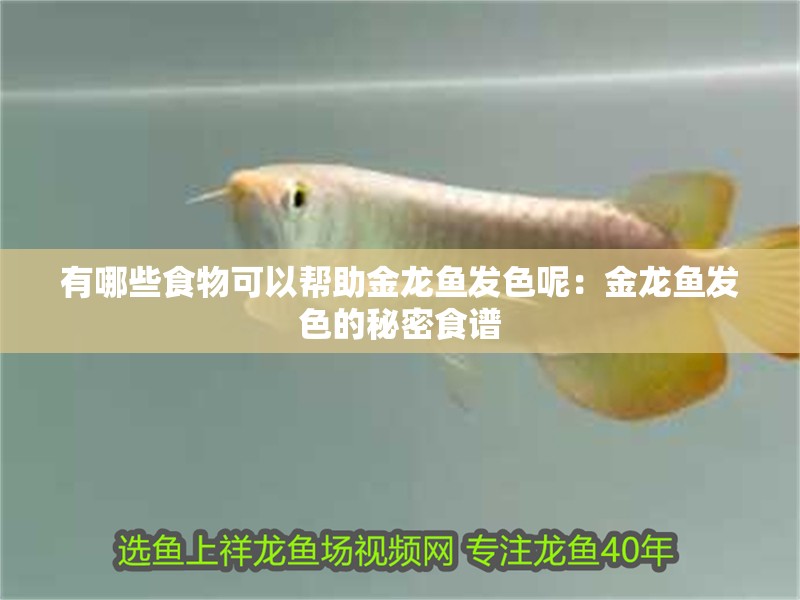 有哪些食物可以幫助金龍魚發色呢：金龍魚發色的秘密食譜
