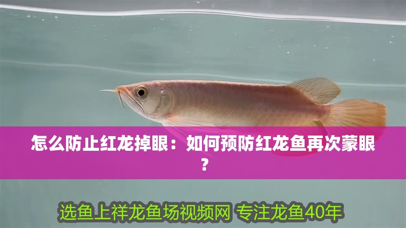 怎么防止紅龍掉眼：如何預防紅龍魚再次蒙眼？