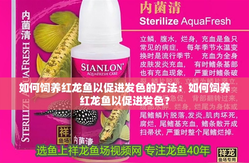 如何飼養(yǎng)紅龍魚以促進(jìn)發(fā)色的方法：如何飼養(yǎng)紅龍魚以促進(jìn)發(fā)色？
