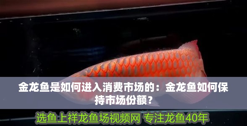 金龍魚是如何進入消費市場的：金龍魚如何保持市場份額？