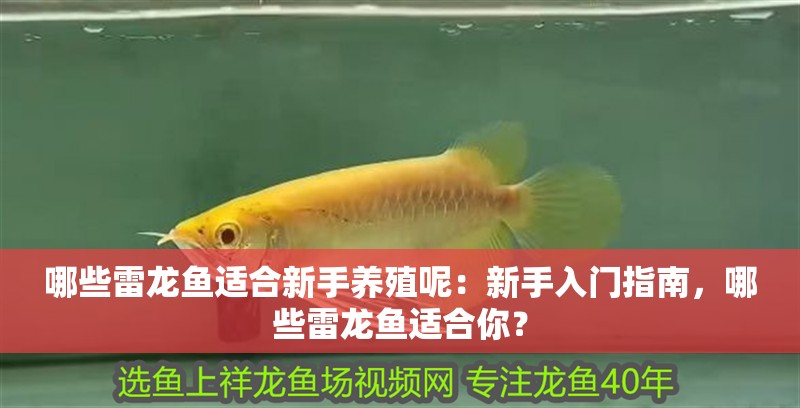 哪些雷龍魚適合新手養殖呢：新手入門指南，哪些雷龍魚適合你？