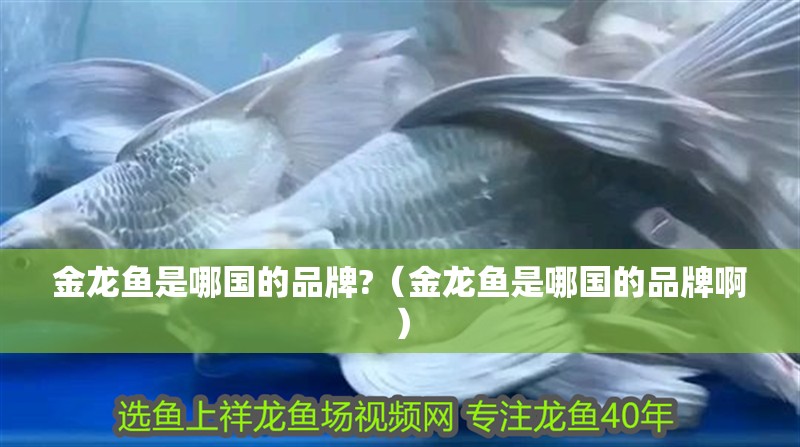 金龍魚是哪國的品牌?（金龍魚是哪國的品牌?。?金龍魚是哪國的品牌?（金龍魚是哪國的品牌?。?龍魚百科