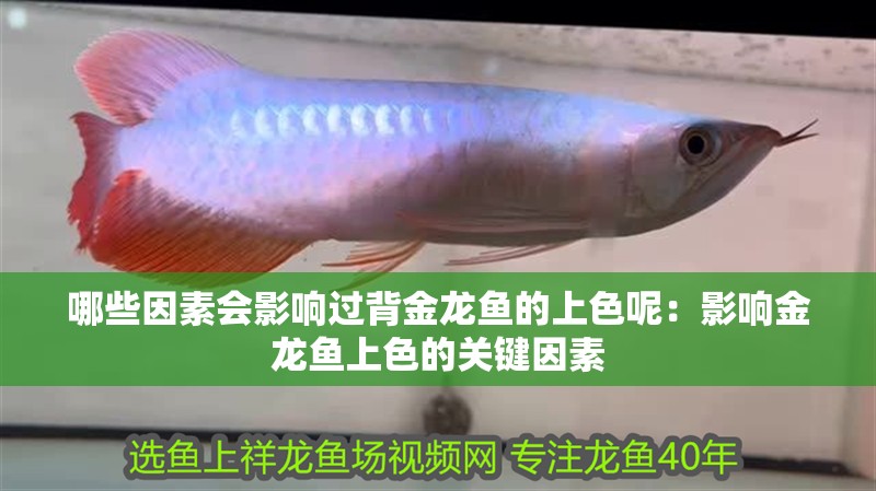 哪些因素會影響過背金龍魚的上色呢：影響金龍魚上色的關鍵因素