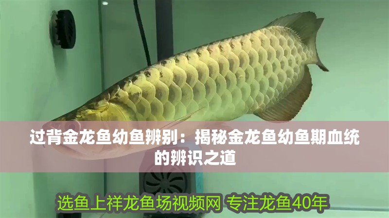 過背金龍魚幼魚辨別：揭秘金龍魚幼魚期血統(tǒng)的辨識之道