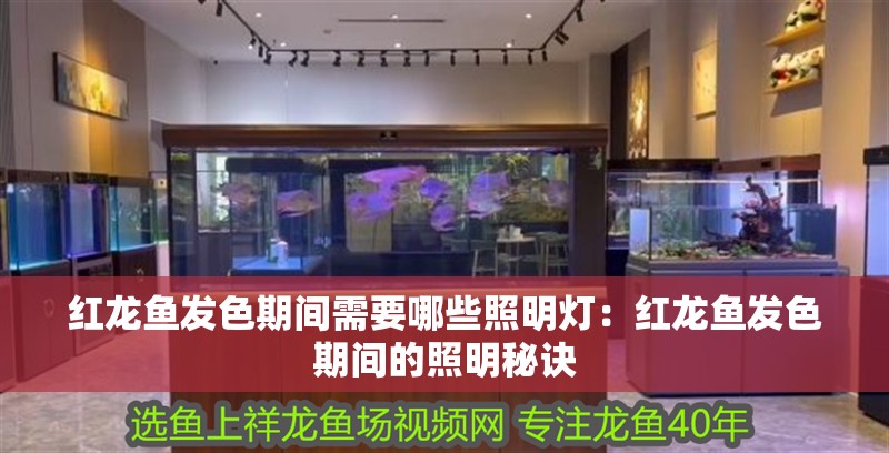 紅龍魚發色期間需要哪些照明燈：紅龍魚發色期間的照明秘訣