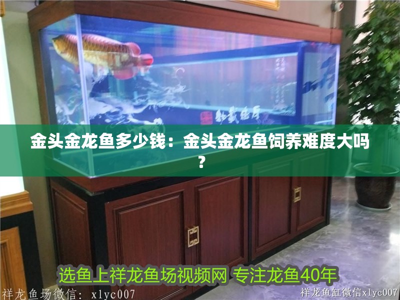 金頭金龍魚多少錢：金頭金龍魚飼養難度大嗎？